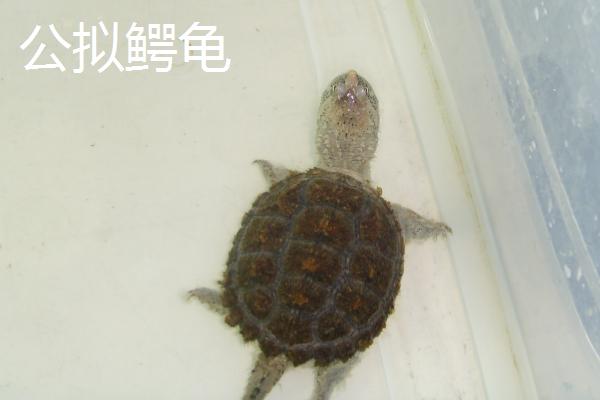 拟鳄龟如何区分公母，母龟的背甲一般呈方形