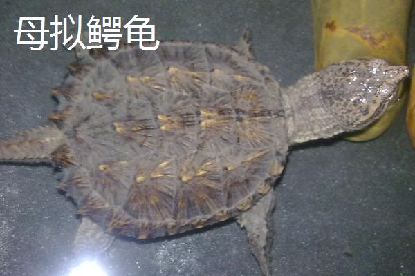拟鳄龟如何区分公母，母龟的背甲一般呈方形