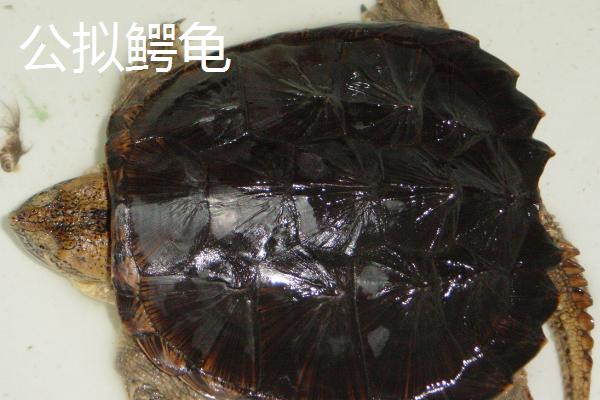拟鳄龟如何区分公母，母龟的背甲一般呈方形