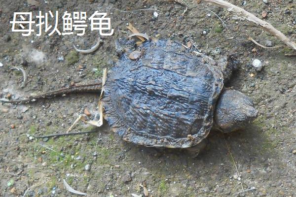 拟鳄龟如何区分公母，母龟的背甲一般呈方形