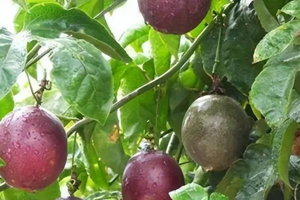 百香果的需肥特性，对肥料的需求量很大