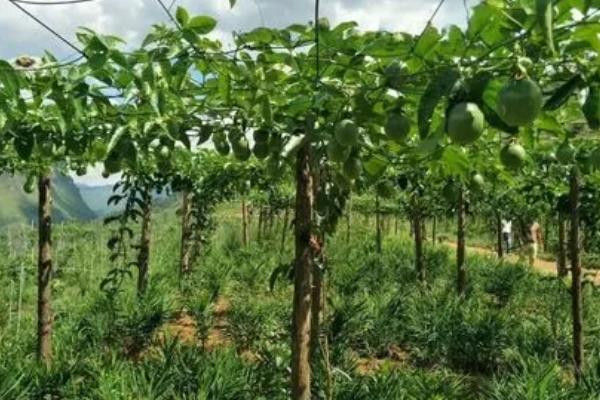百香果的需肥特性，对肥料的需求量很大
