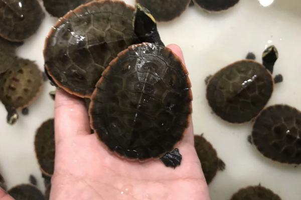 圆澳龟能不能深水养，成年后可以深水养