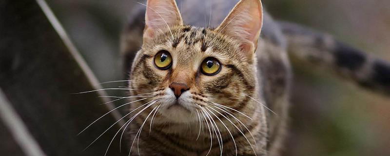 猫的眼睛为什么发红
