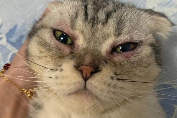 猫的眼睛为什么发红，可能是受到异物刺激或出现炎症