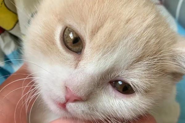 猫的眼睛为什么发红，可能是受到异物刺激或出现炎症