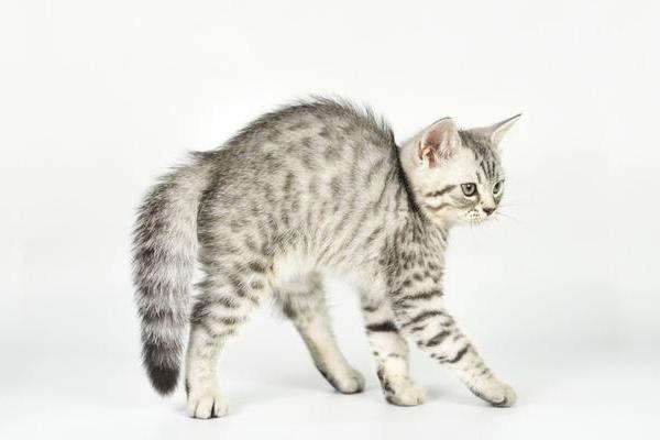 猫的眼睛为什么发红，可能是受到异物刺激或出现炎症
