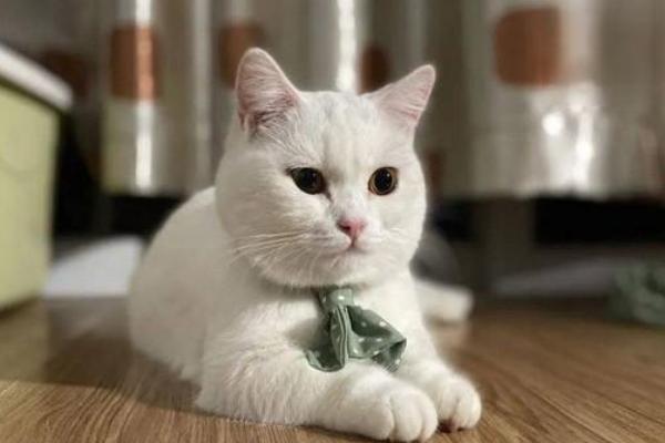 猫的眼睛为什么发红，可能是受到异物刺激或出现炎症