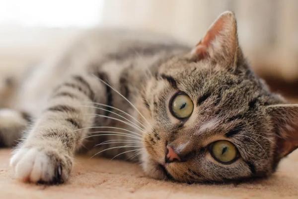 猫的眼睛为什么发红，可能是受到异物刺激或出现炎症