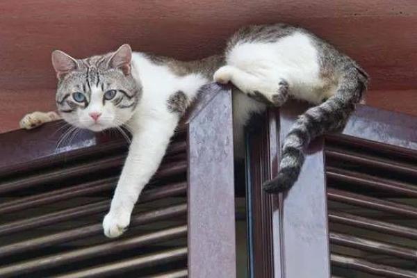 猫的眼睛为什么发红，可能是受到异物刺激或出现炎症