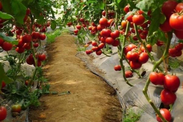 种植西红柿的时间，春播时间以3-4月份为主