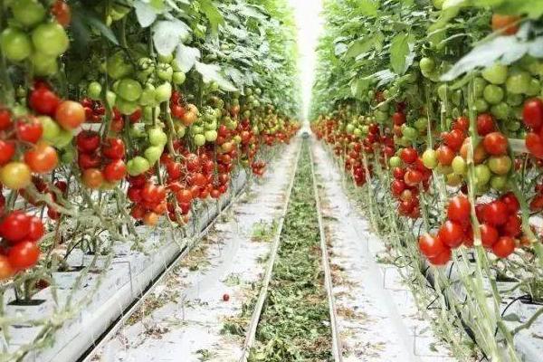种植西红柿的时间，春播时间以3-4月份为主