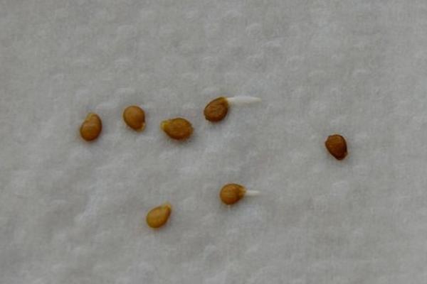 种植西红柿的时间，春播时间以3-4月份为主