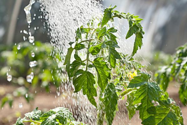 种植西红柿的时间，春播时间以3-4月份为主
