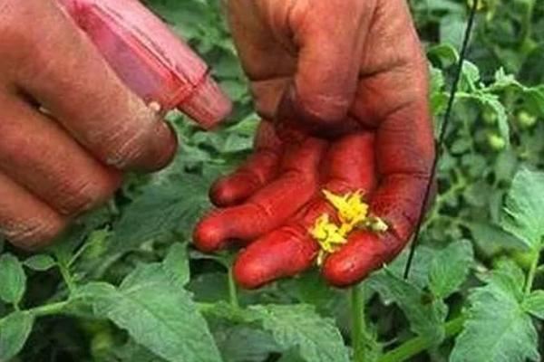 种植西红柿的时间，春播时间以3-4月份为主