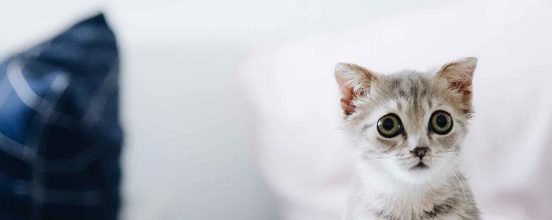 两个月的小猫老是咬人怎么回事