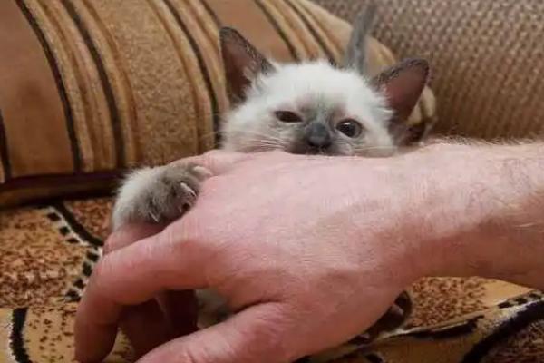 两个月的小猫老是咬人怎么回事，可能正处于换牙期