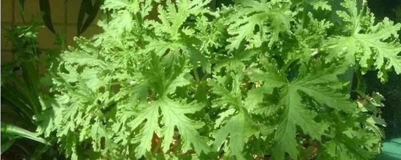 驱蚊草的养殖方法和注意事项