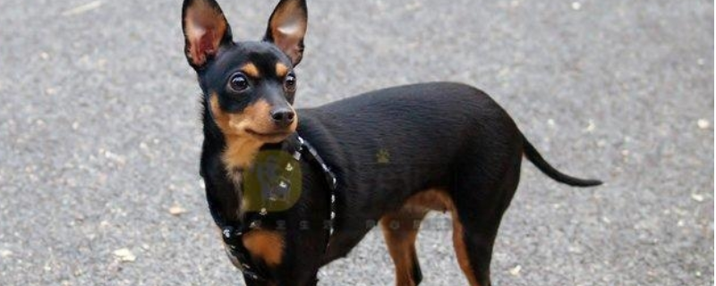 迷你杜宾犬价格多少钱一只好养吗
