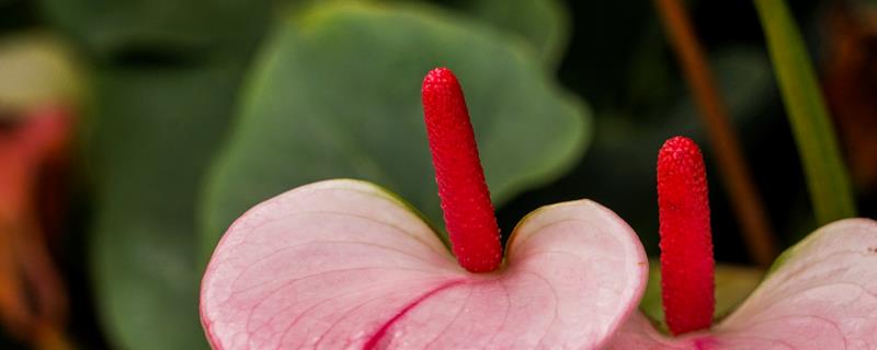 如何防治红掌炭疽病