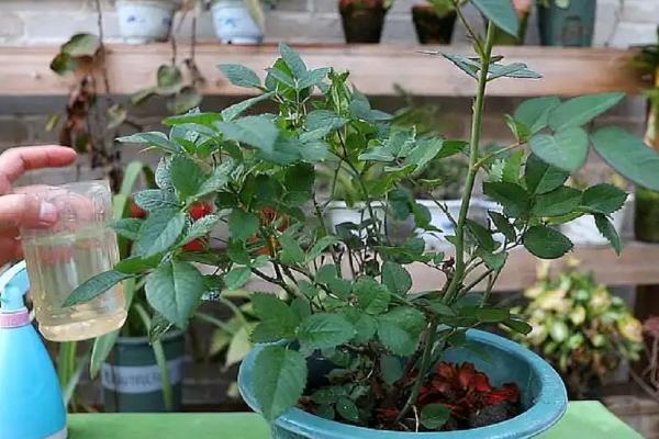 盆栽月季的种植方法，选择土烧盆为佳