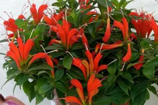 口红花是否有毒，无毒，是观叶、观花的优良品种