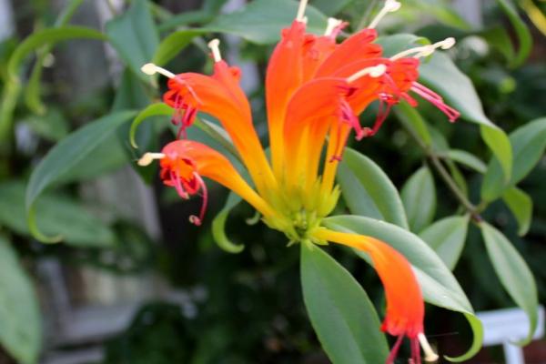 口红花是否有毒，无毒，是观叶、观花的优良品种