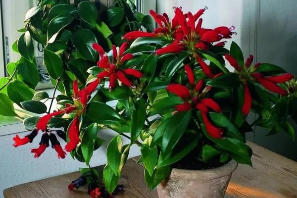 口红花是否有毒，无毒，是观叶、观花的优良品种