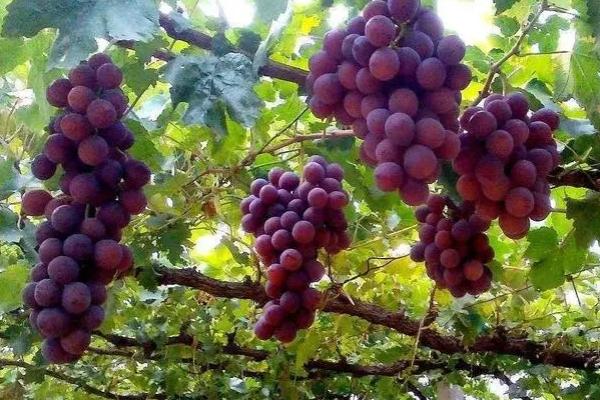 葡萄不转色如何处理，做好摘心、整穗、拉梢工作可促进转色
