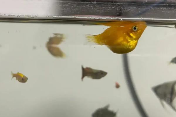 玛丽鱼即将生产有何表现，产卵前腹部会严重膨胀