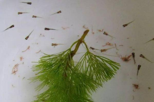 玛丽鱼即将生产有何表现，产卵前腹部会严重膨胀