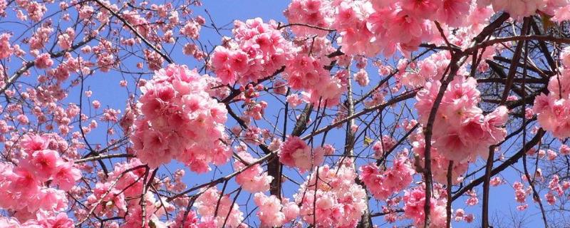樱花如何换土