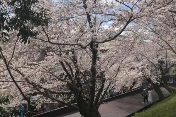 如何给樱花换土，遵循"动土动根，莫让树知"的原则