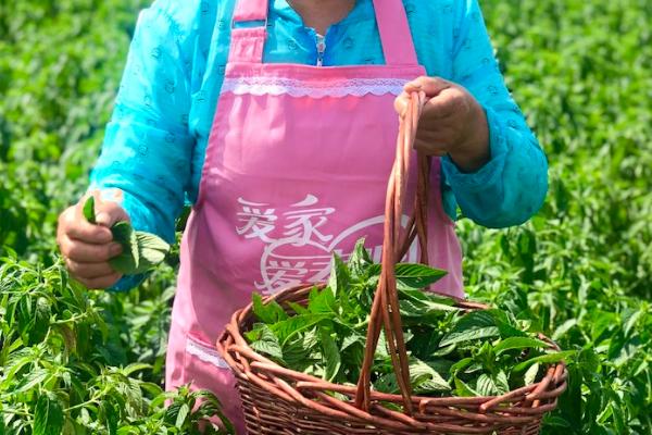 薄荷留种及采收方式，将优良种株的根茎挖出后可用于繁殖