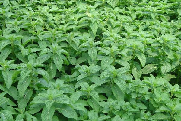 薄荷留种及采收方式，将优良种株的根茎挖出后可用于繁殖