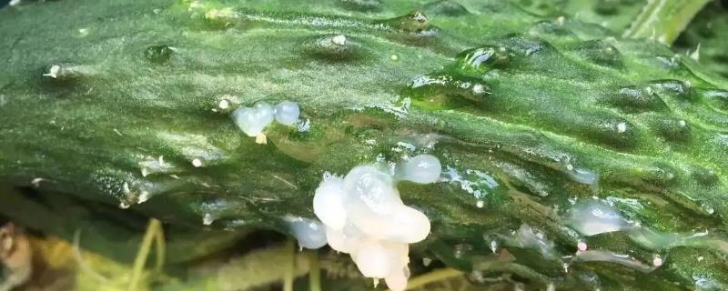如何预防黄瓜流胶