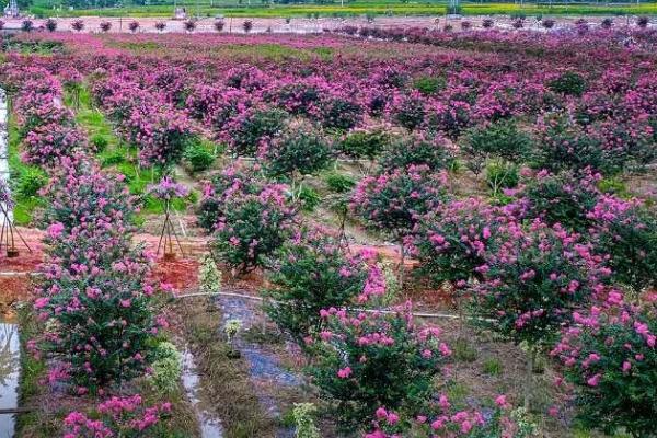 紫薇花怎么管理，生长期间要让土壤保持湿润