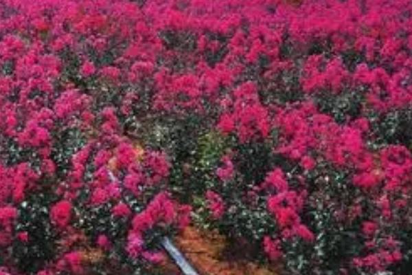 紫薇花怎么管理，生长期间要让土壤保持湿润