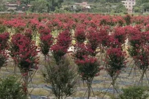 紫薇花怎么管理，生长期间要让土壤保持湿润