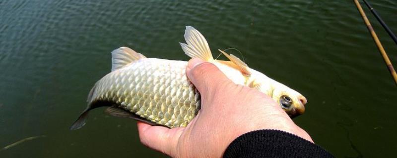 秋冬季节垂钓鲫鱼的深度
