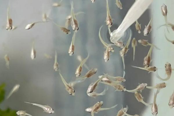 凤尾鱼苗的饲养方法，饲养期间每隔3天要换1次水