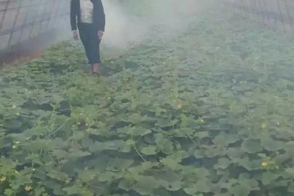 对蔬菜使用除草剂的方法，施药前可整平土地促使杂草萌发