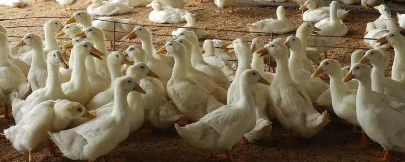 养殖鸭子出现腹泻的原因是什么