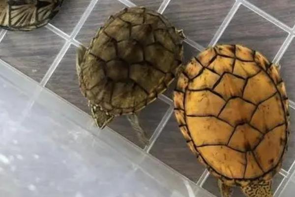 如何挑选麝香龟，头部纹路多表示品相较好