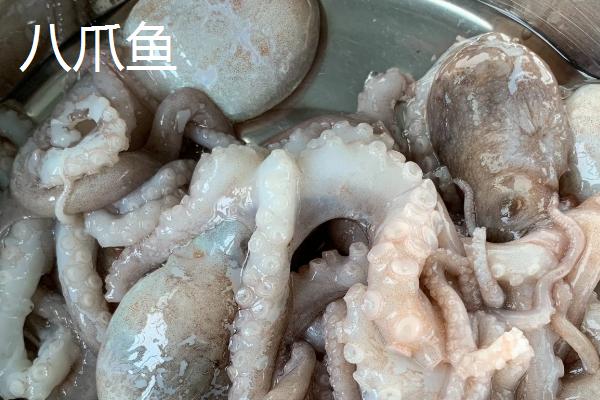 墨鱼和鱿鱼和八爪鱼是不是同一种鱼，三者的身体结构有较大区别