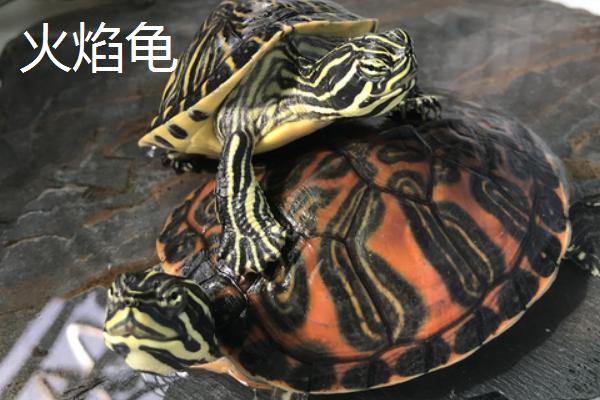 火焰龟和西锦龟的区别，二者的背甲明显不同