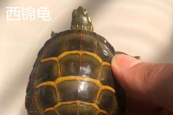 火焰龟和西锦龟的区别，二者的背甲明显不同