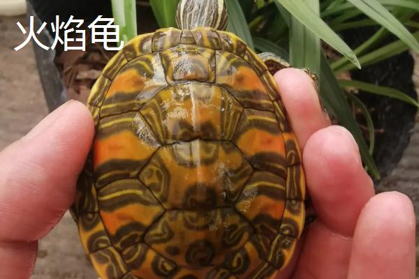 火焰龟和西锦龟的区别，二者的背甲明显不同