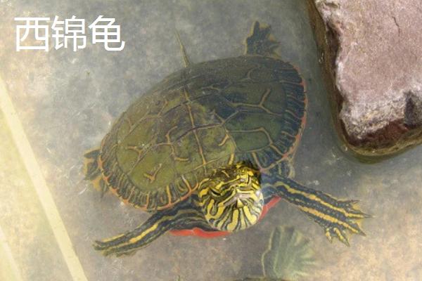火焰龟和西锦龟的区别，二者的背甲明显不同