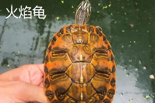 火焰龟和西锦龟的区别，二者的背甲明显不同